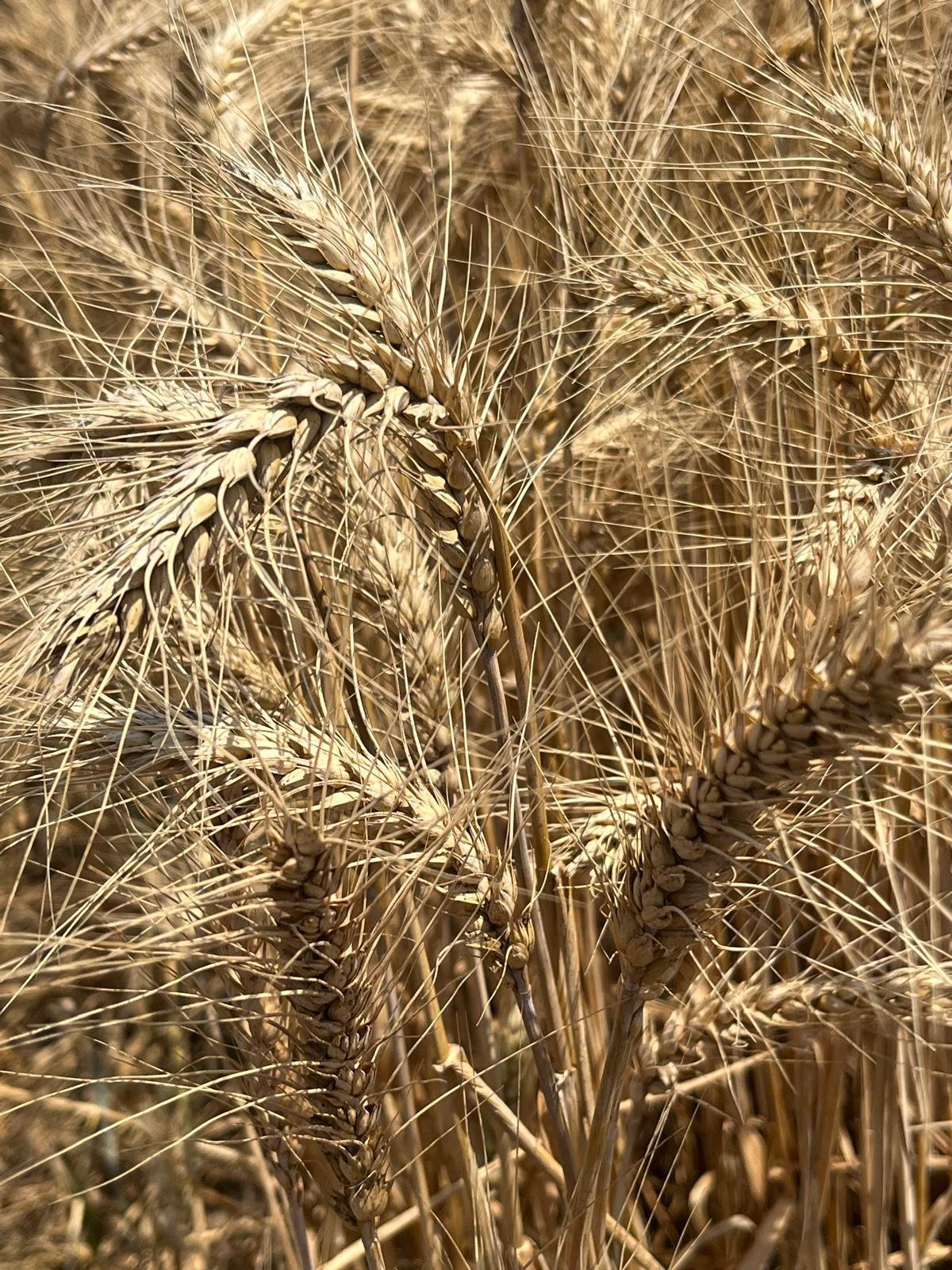 TİGRE EKMEKLİK BUĞDAY